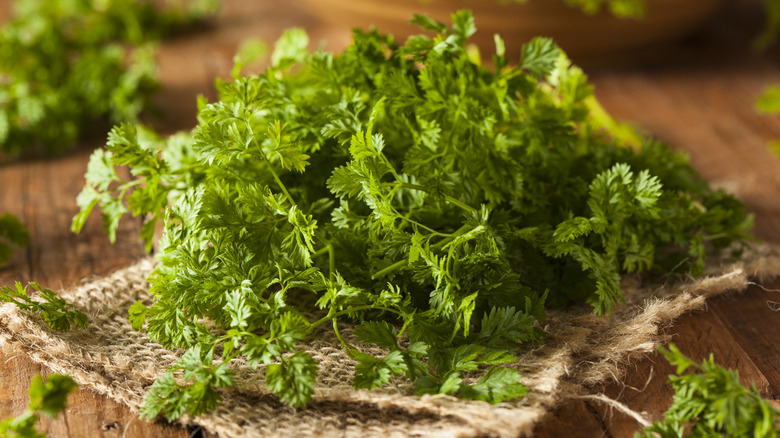 Bunch of fresh chervil on piece of hessian
