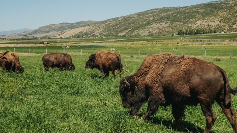 herd of bison grazing on grass in open ranch