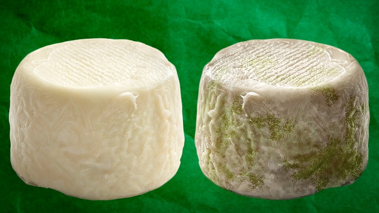 composite image of goat cheeses