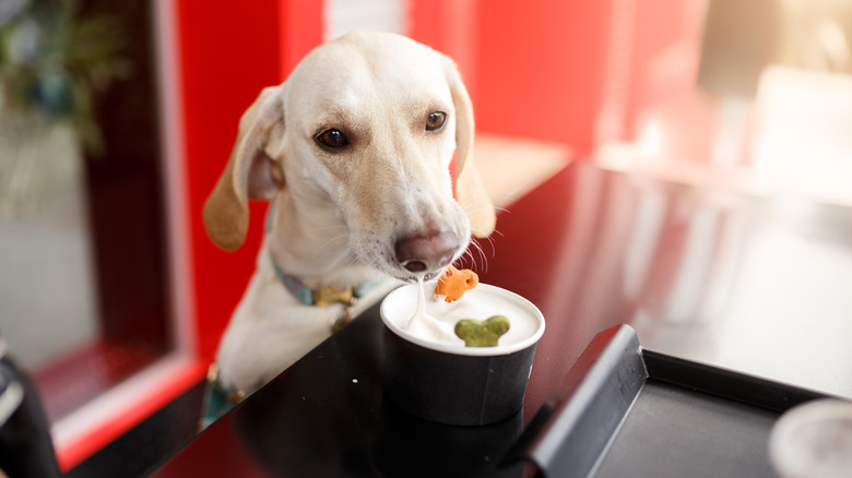 Dog eating a dish in a restaurant