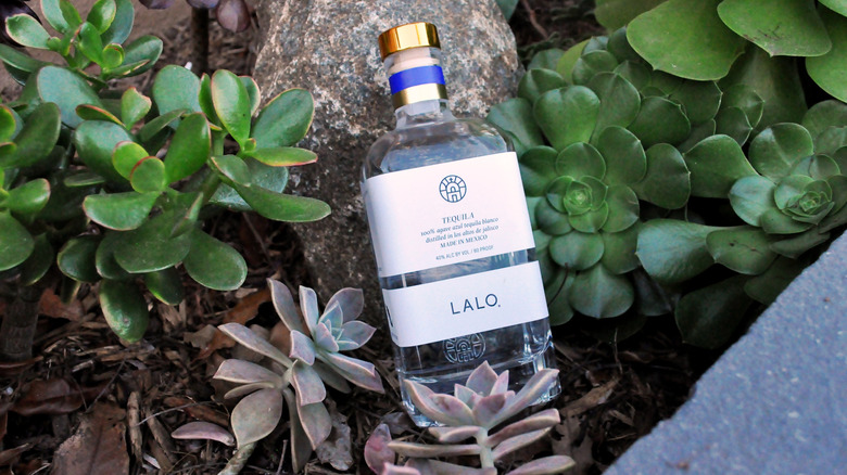 A bottle of Lalo nestled in succulents