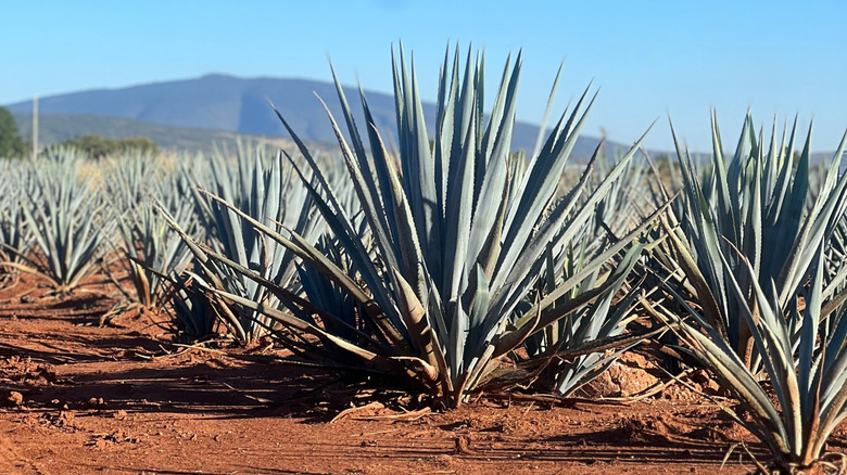 Blue agave plants growing in the red soil of the Jalisco highlands