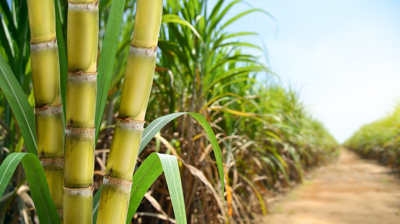 sugar cane harvesting