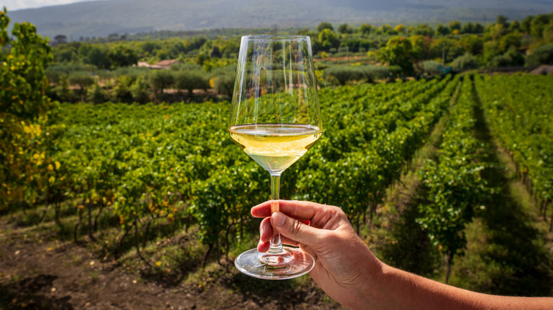 hand holding white wine glass in front of vineyard