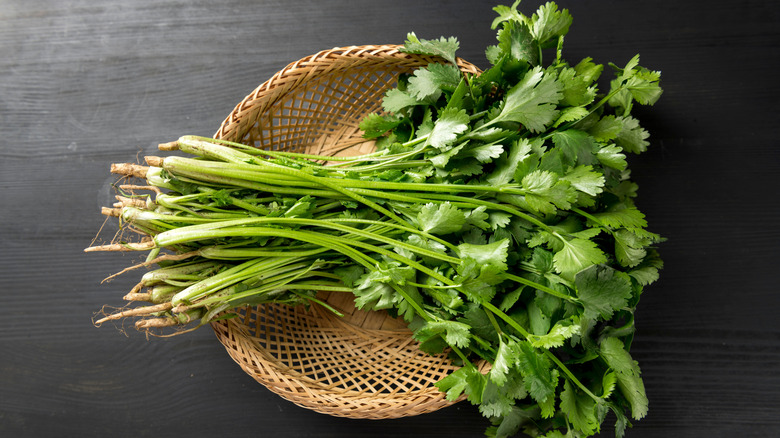 Fresh cilantro in a bowl
