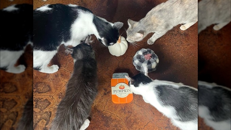 Four cats sniffing toy pumpkins and pumpkin spice jar