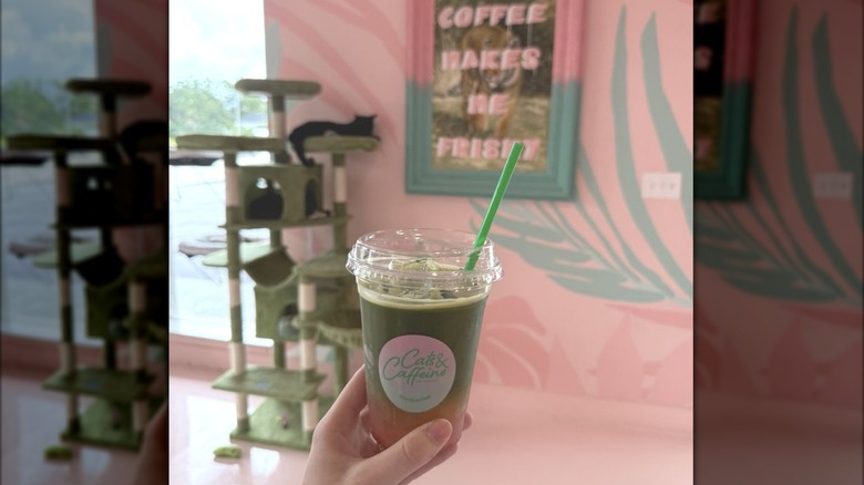 Hand holding matcha lemonade in front of cat climbing gym