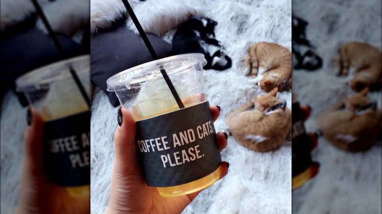 Hand holding drink in plastic to-go cup, cats curled up on floor in background