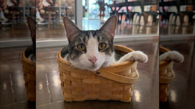 Cat sitting in basket and gazing into camera, cafe in background across wall of windows