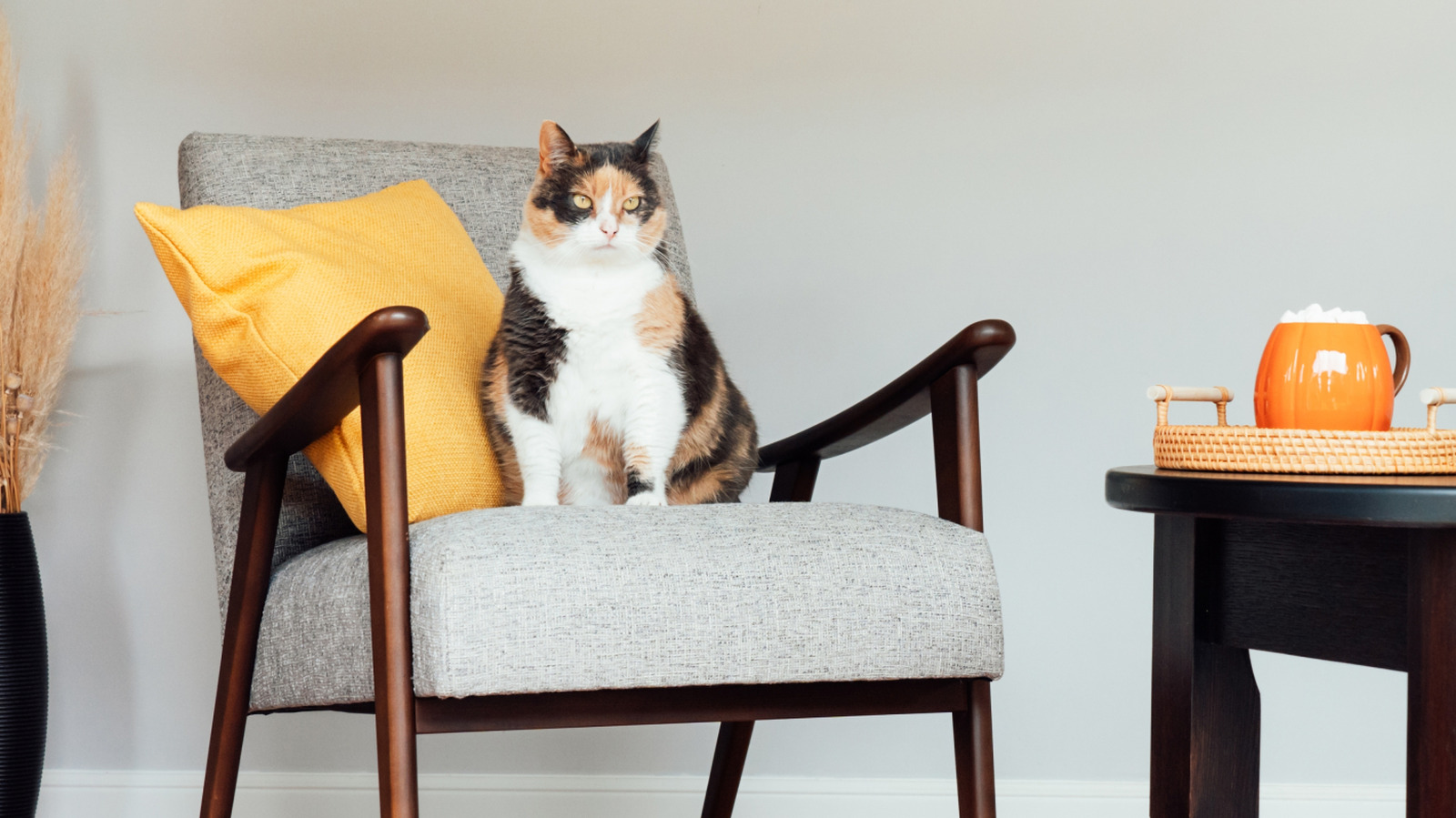 The 13 Best Cat Cafes Across The US
