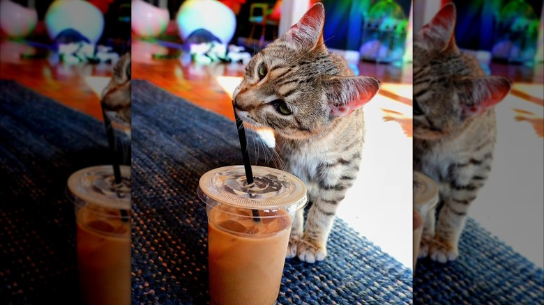 Cat nuzzling into straw of iced coffee