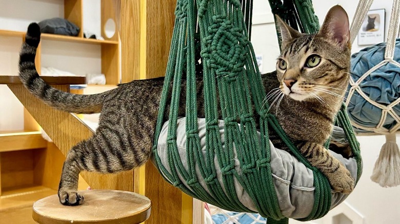 Cat climbing into hammock