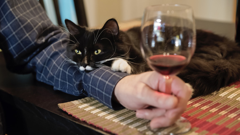 Cat resting on man's arm as he holds glass of wine by stem