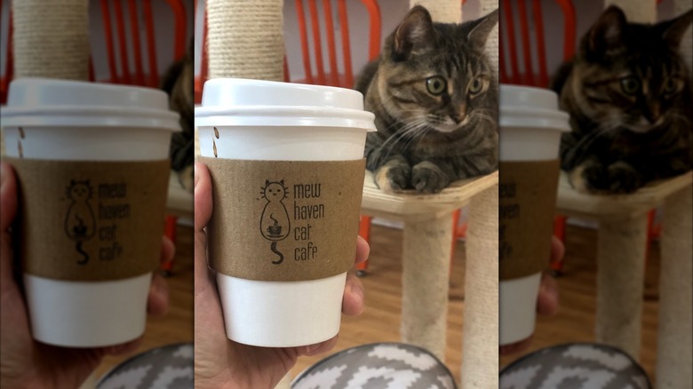 Hand holding beverage in to-go cup in front of cat sitting on climbing equipment