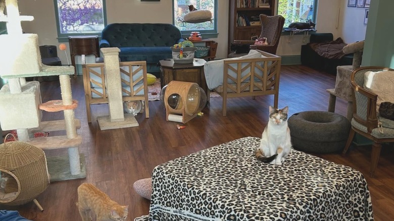 Cat sitting in play room filled with cat toys and furniture