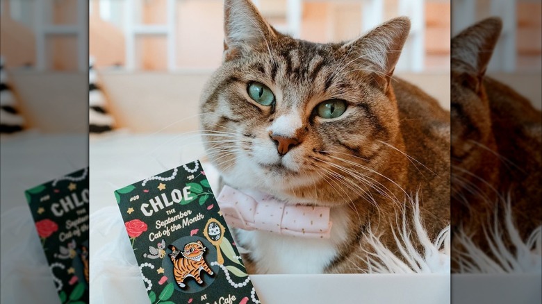 Cat with collar sitting for portrait, alongside a Cat of the Month card