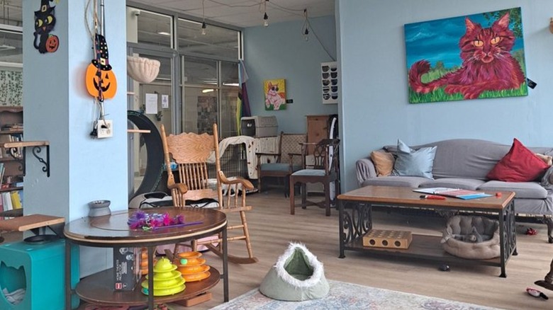 Cat lounge with cat toys and paintings of cats, decorated for Halloween