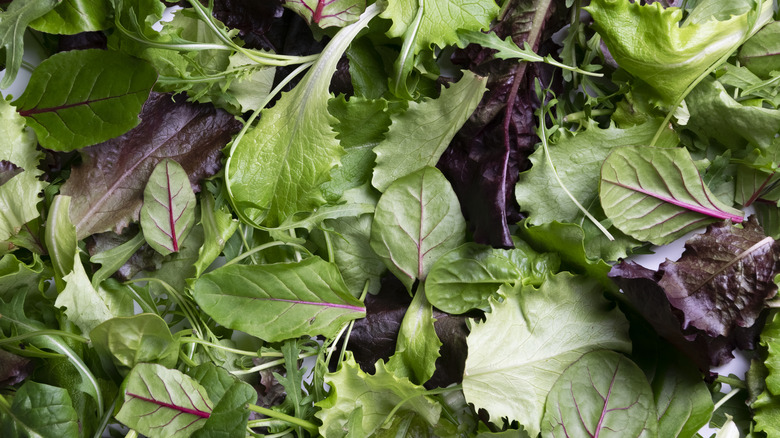 Overhead view of mixed salad leaves