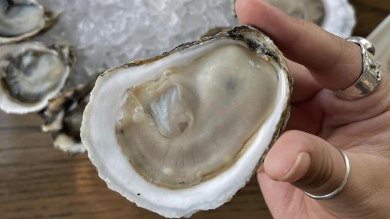 Hand holding a raw oyster