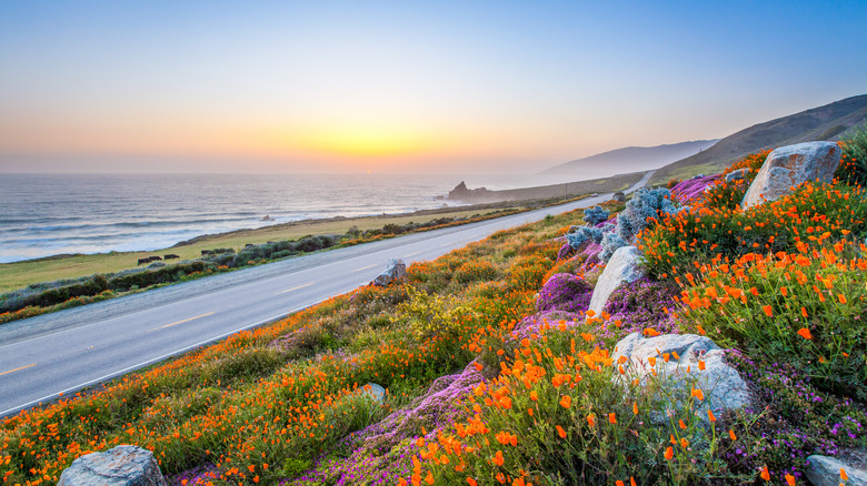 California Coastline with wildflowers