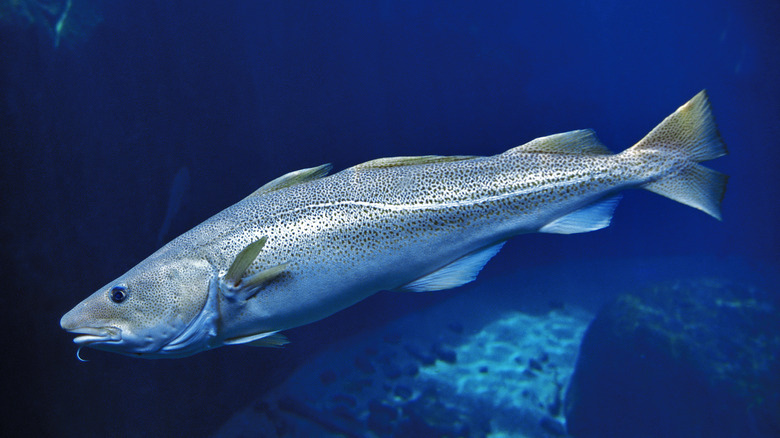 The 2 Most Common Varieties Of Cod Explained The 2 Most Common Varieties Of Cod Explained