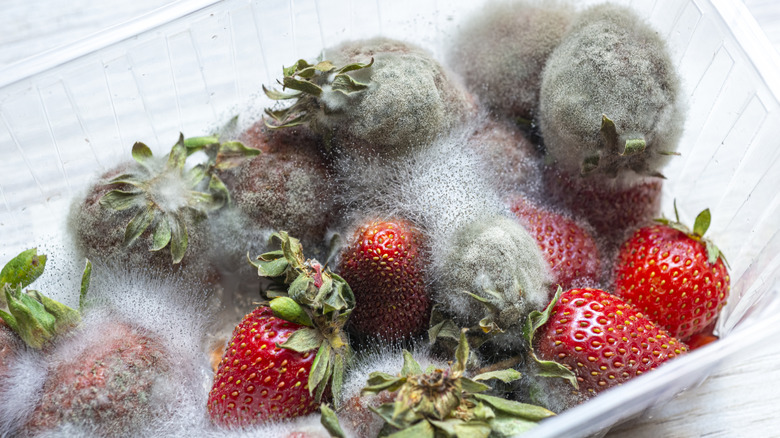 A plastic carton of strawberries overtaken by mold