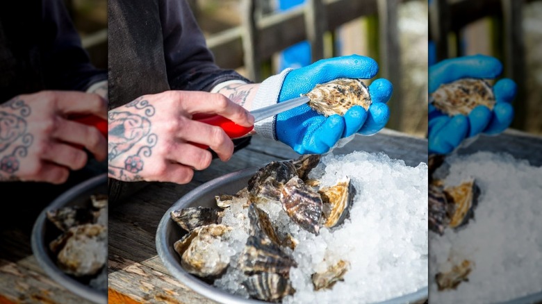A hand in blue gloves shucking oysters on ice