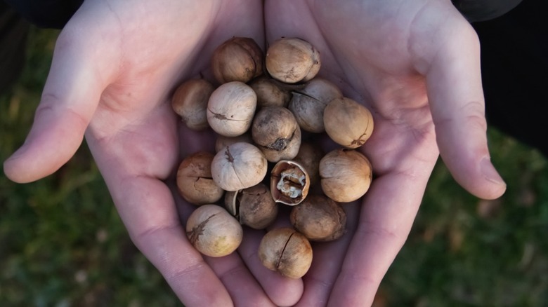 close up of a person's hands full of hickory nuts