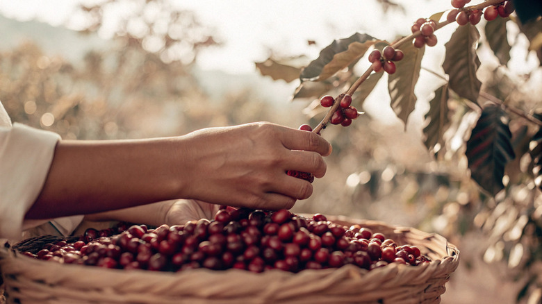 hands harvesting coffee cherries from the plant into a woven basket