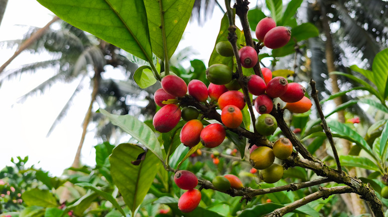 large liberica coffee cherries on the plant