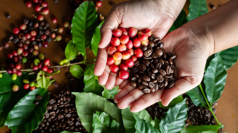 hands holding both coffee cherries and roasted coffee beans above coffee plant foliage and additional beans and cherries