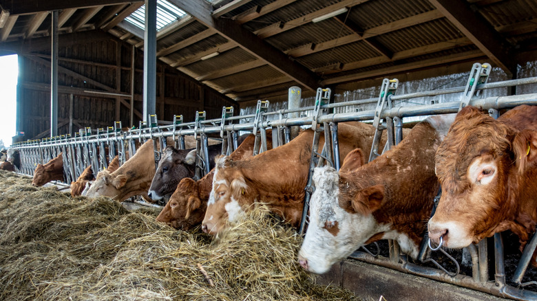 Cows eat hay in a cowshed