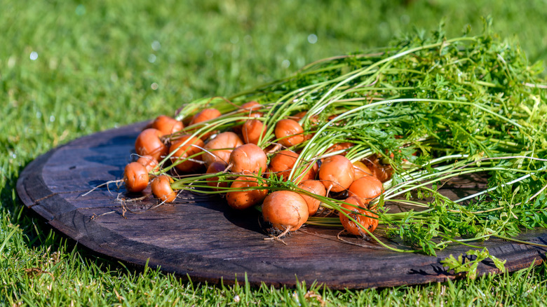 Freshly harvested round atlas carrots placed atop a piece of wood