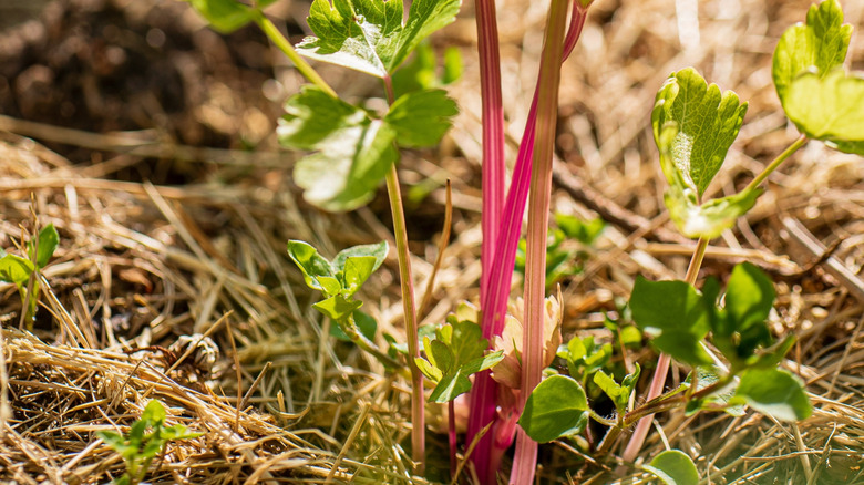A close up of pink celery planted in a garden