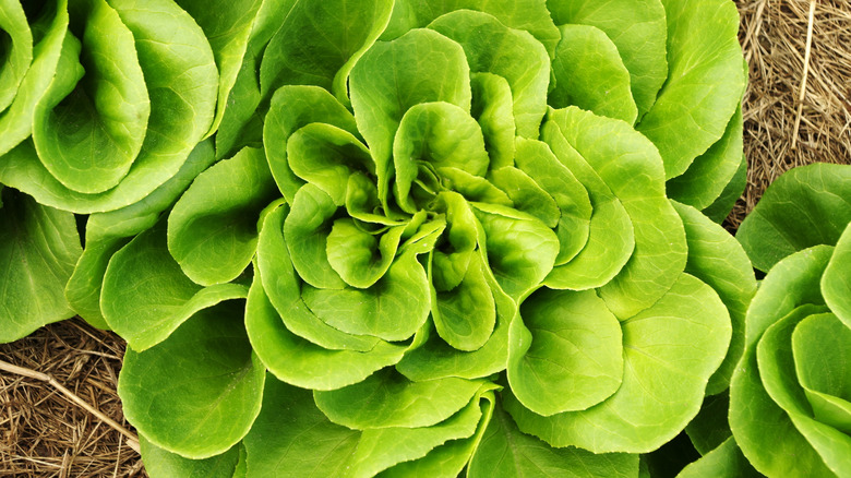 a salanova lettuce