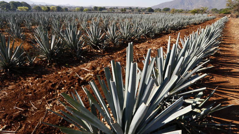 Agave fields in Mexico
