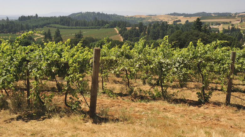 Rows of grape vines in Oregon