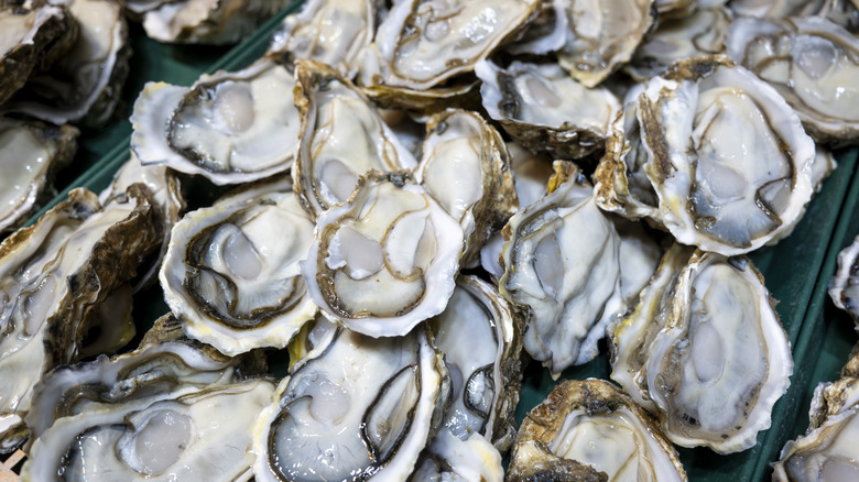 Freshly shucked raw oysters in a heap