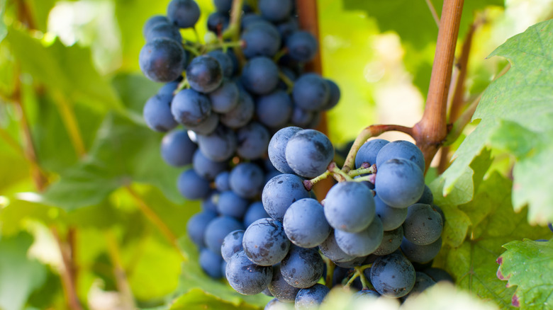 The 9 Best Red Wines For Every Type Of Drinker