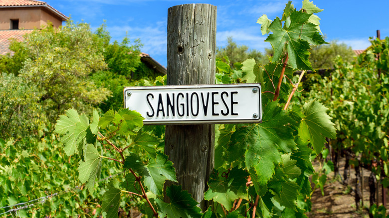 Sangiovese vines in a vineyard