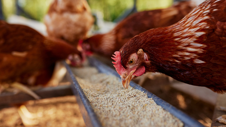 Chickens eating at a chicken production facility