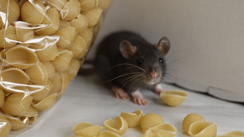 Rodent on a table next to bag of pasta