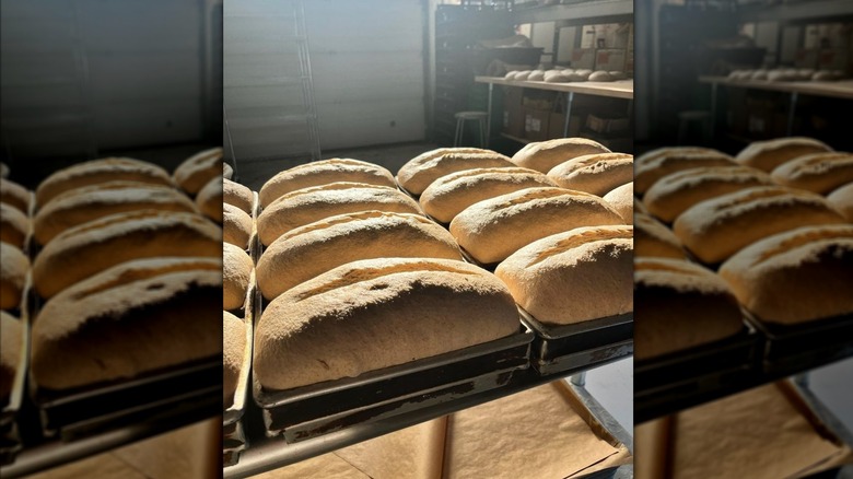 Freshly baked loaves of bread in bakery kitchen