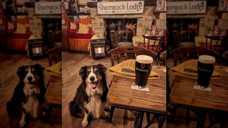 Happy dog sitting next to a table with a pint of Guinness