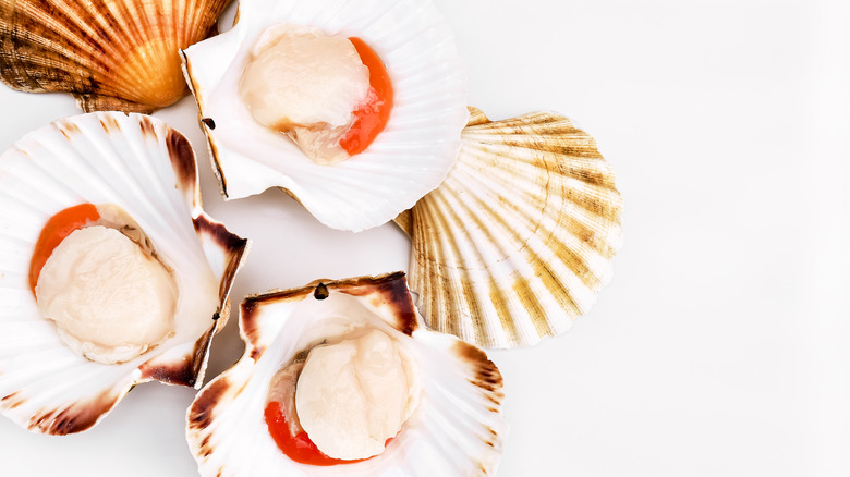 scallops in their shells