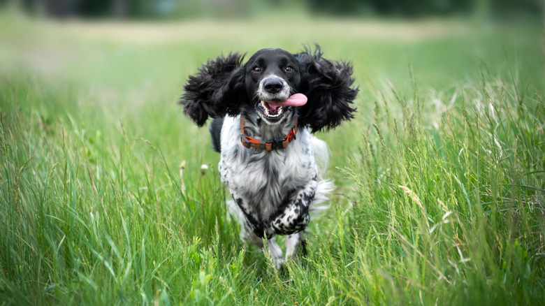 Black and white spaniel dog running