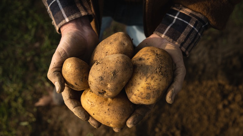 Person holding five potatoes.