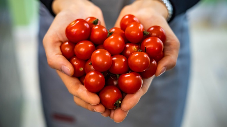 cherry tomatoes in hands