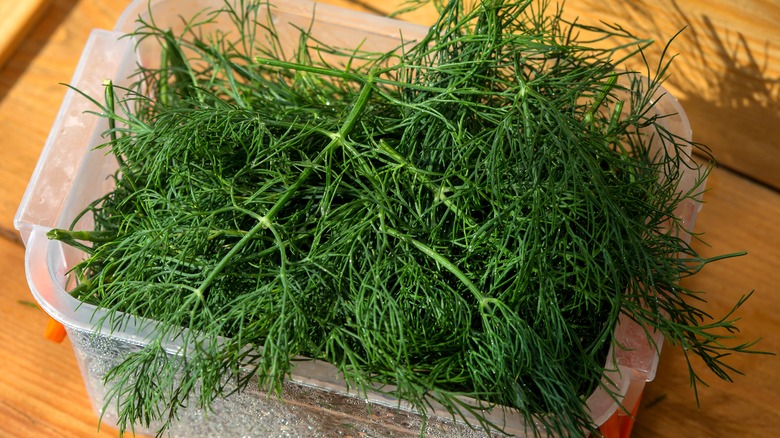 Fresh dill in plastic container