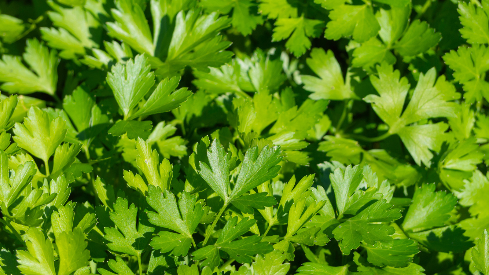 The Absolute Best Ways To Keep Parsley Fresh